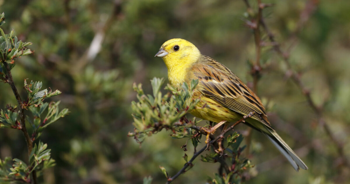 RootZero Yellow hammer