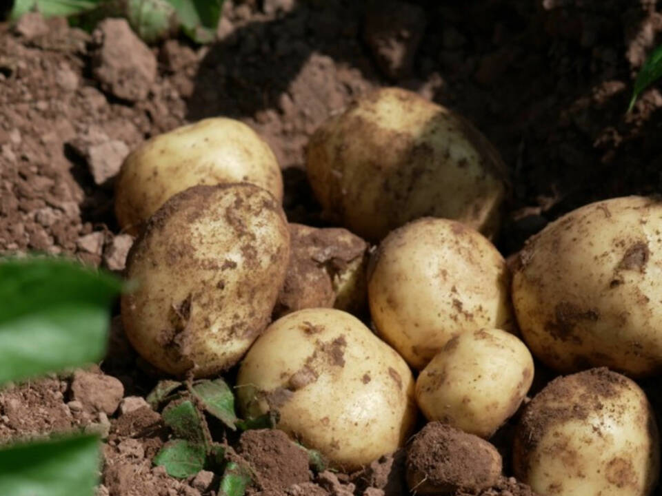 RZ Spectacular Spuds