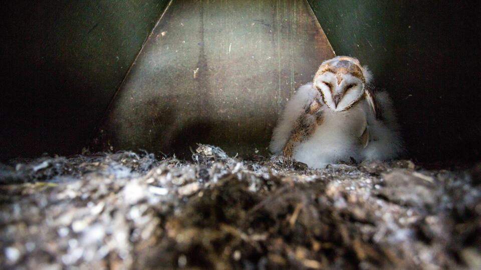 Barn Owl chick in box